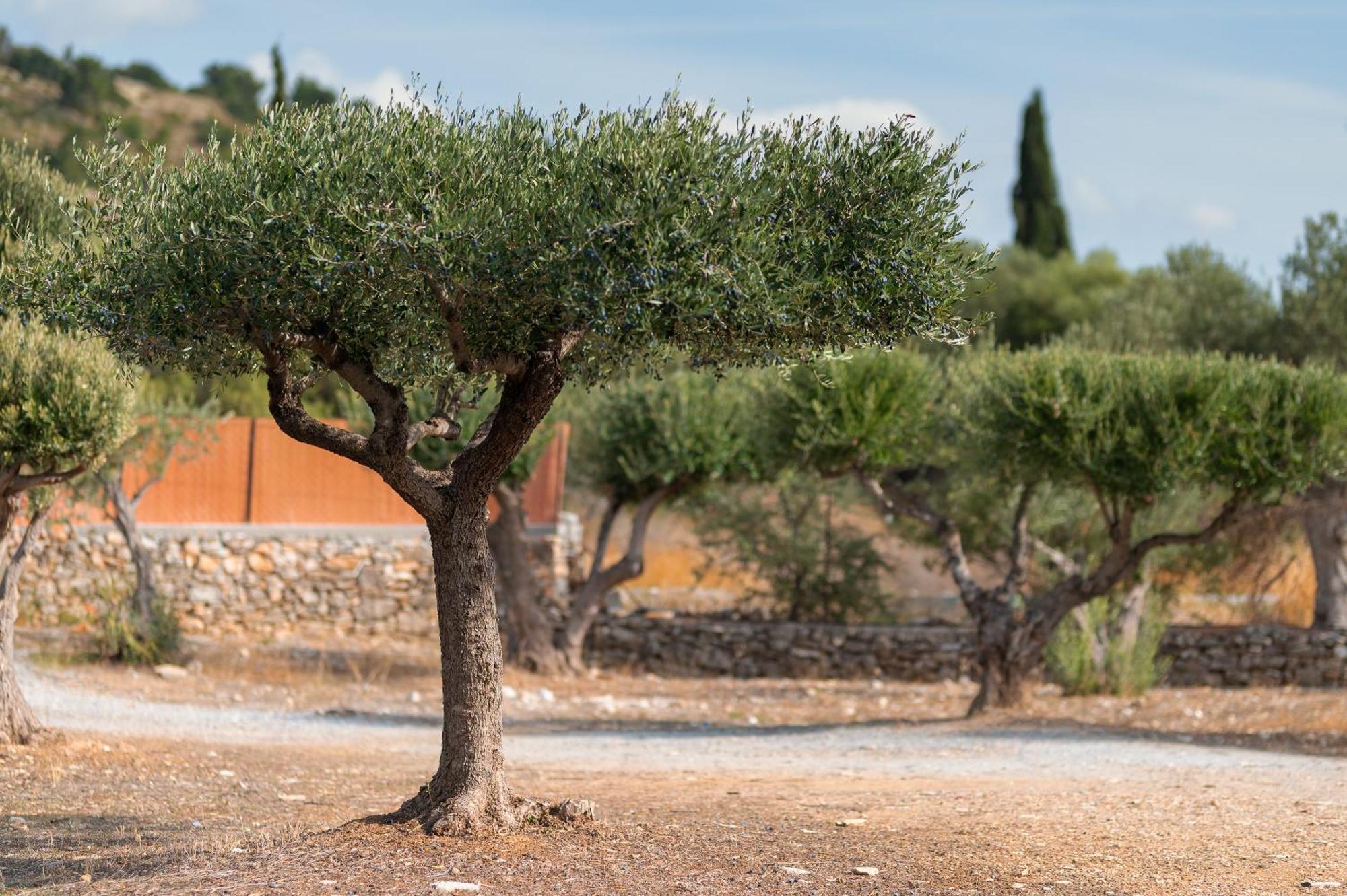 Chora  Ether Farmhouse מראה חיצוני תמונה